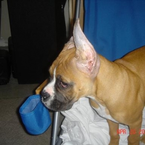What a BIG ear!