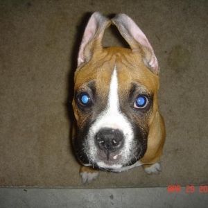 Lookin up with cropped ears
