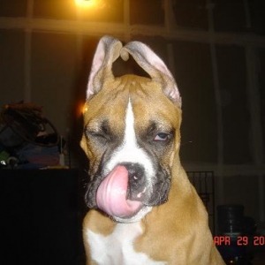 Big tongue, Tall ears