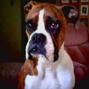 Cooper