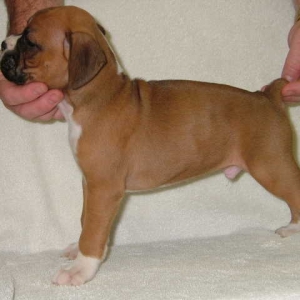 new pup
