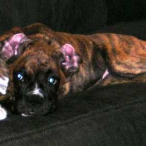 ears