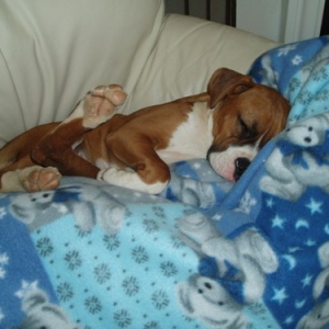 Behind your knees is a perfectly good place to nap!