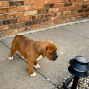 Bella 6 wks old