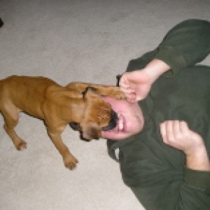 attack dog