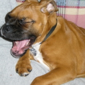 yawn