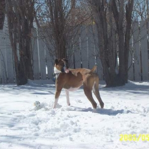 Sadie in Snow