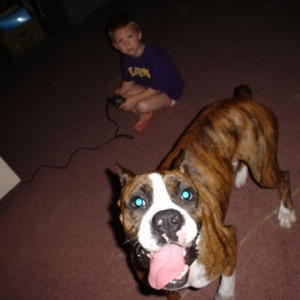 dog_15_