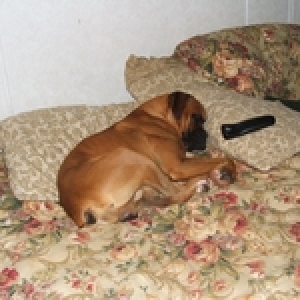 Maddox in bed