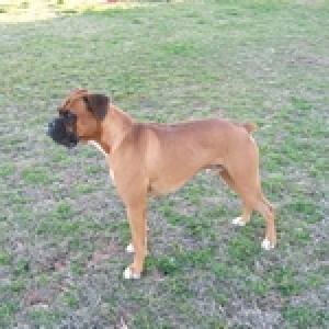 Maddox