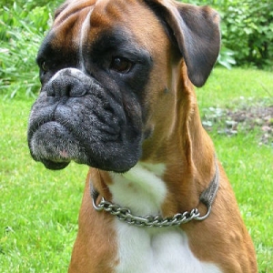 Ester