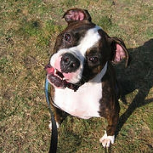 Toby at the park