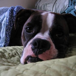 Toby in bed