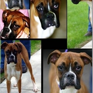 My boxer, Mina