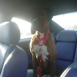Krispin in the GTO