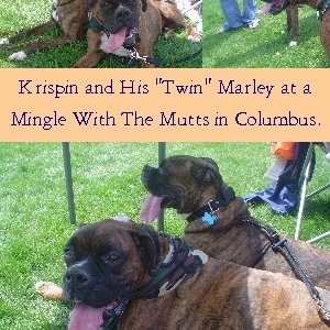 Krispin with his "twin" Marley