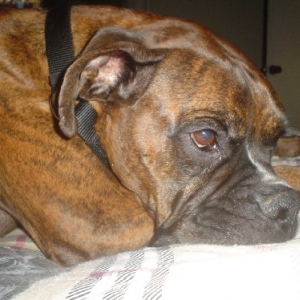 Too Tired To Chase The Cat