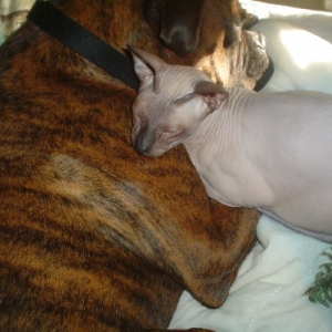Bobo Loves Krispin