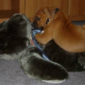 Ginger chewing on the big bear