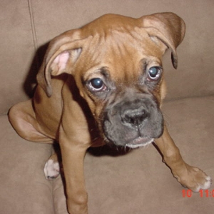 puppy pic Abs