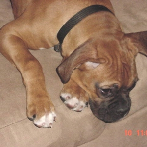 abby puppy