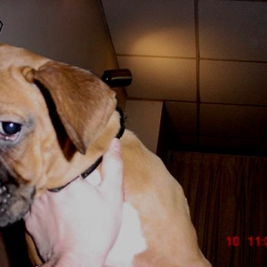 abby puppy