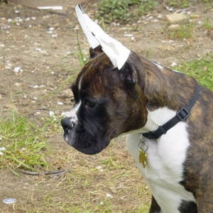 Head Shot