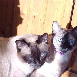 Siamese Dreams