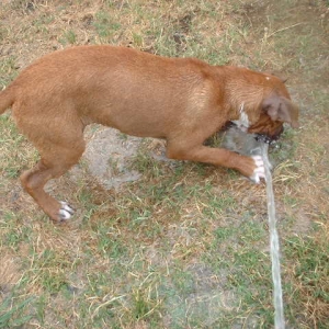 Judge playing with the water hose