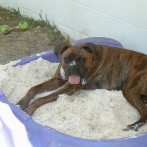 sand dog