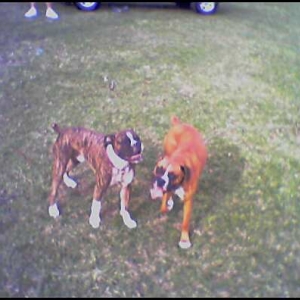 Ty_and_Ruger