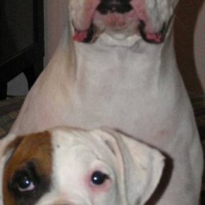 Bruiser & Duece