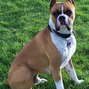 Handsome Tank
