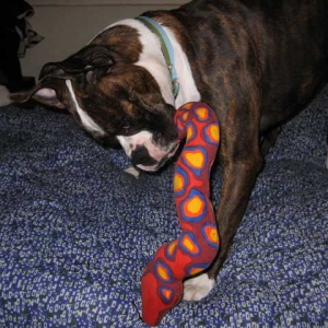 Toby at play