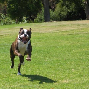 Toby at the Dog Park