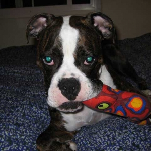 Toby posing for the camera