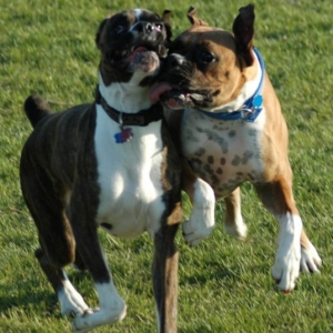 Rocco and Wilson