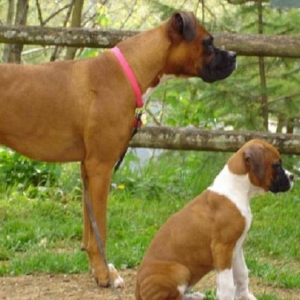 Our Puppies