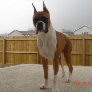 apollo standing proud