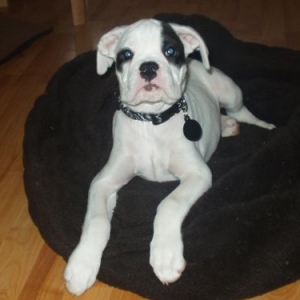 Finn age 11 weeks