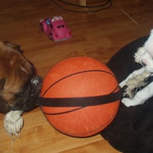 Star and Finn playing tug