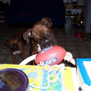 the ball heads