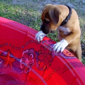 "A big water bowl!"