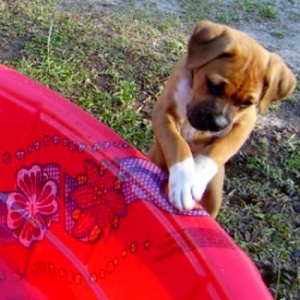 Ginger checking out the new kiddie pool