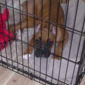 Mav in his crate