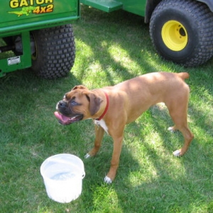 Farm_Dog