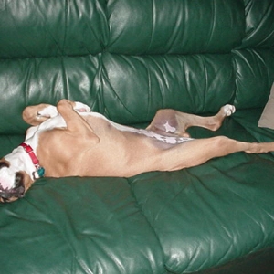 Typical boxer nap!