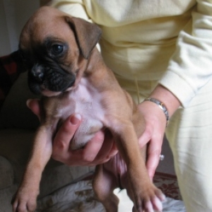 Boxer Girl 5 wks