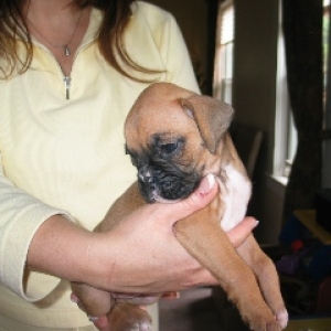 Boxer Baby
