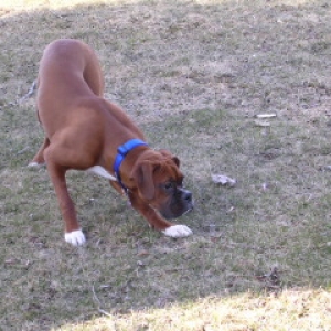 On the Prowl